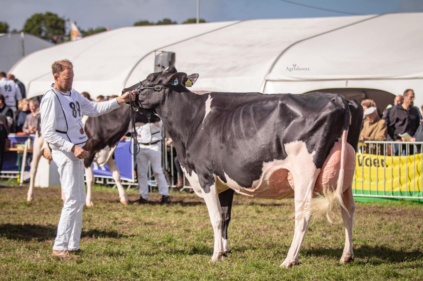 BonsHolsteins debuting at Cremona show '22 (livestream)